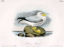 Fulmar Petrel