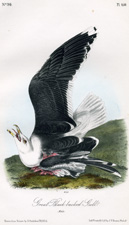 Great Black backed Gull