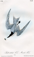 Gull-billed Tern 