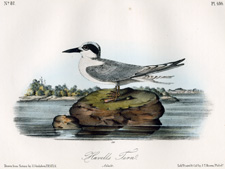 Havell's Tern