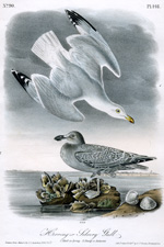 Herring or Silvery Gull