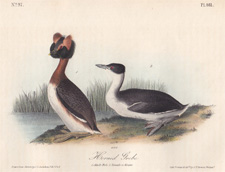 Horned Grebe