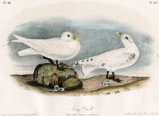 Ivory Gull