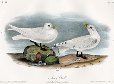 Ivory Gull