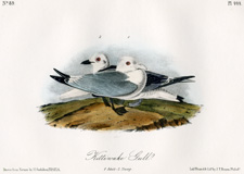 Kittiwake Gull