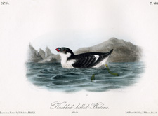 Knobbed-billed Phaleris