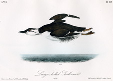 Large-billed Guillemot