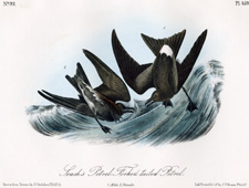 Leach's Petrel 