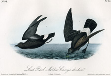 Least Petrel