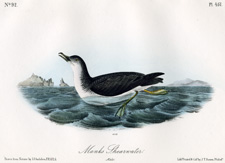 Manks Shearwater