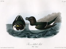 Razor-billed Auk