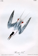 Roseate Tern