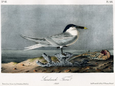 Sandwich Tern