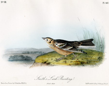 Smith's Lark Bunting