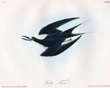 Sooty Tern
