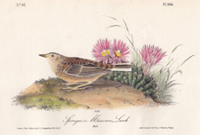 Sprague's Missouri Lark