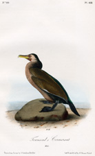 Townsend's Cormorant