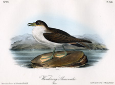 Wandering Shearwater