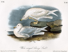 White-winged Silvery Gull