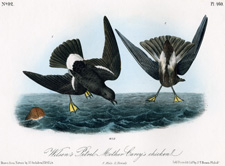 Wilson's Petrel 