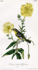 Yellow-bellied Flycatcher