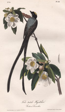 Fork-tailed Flycatcher