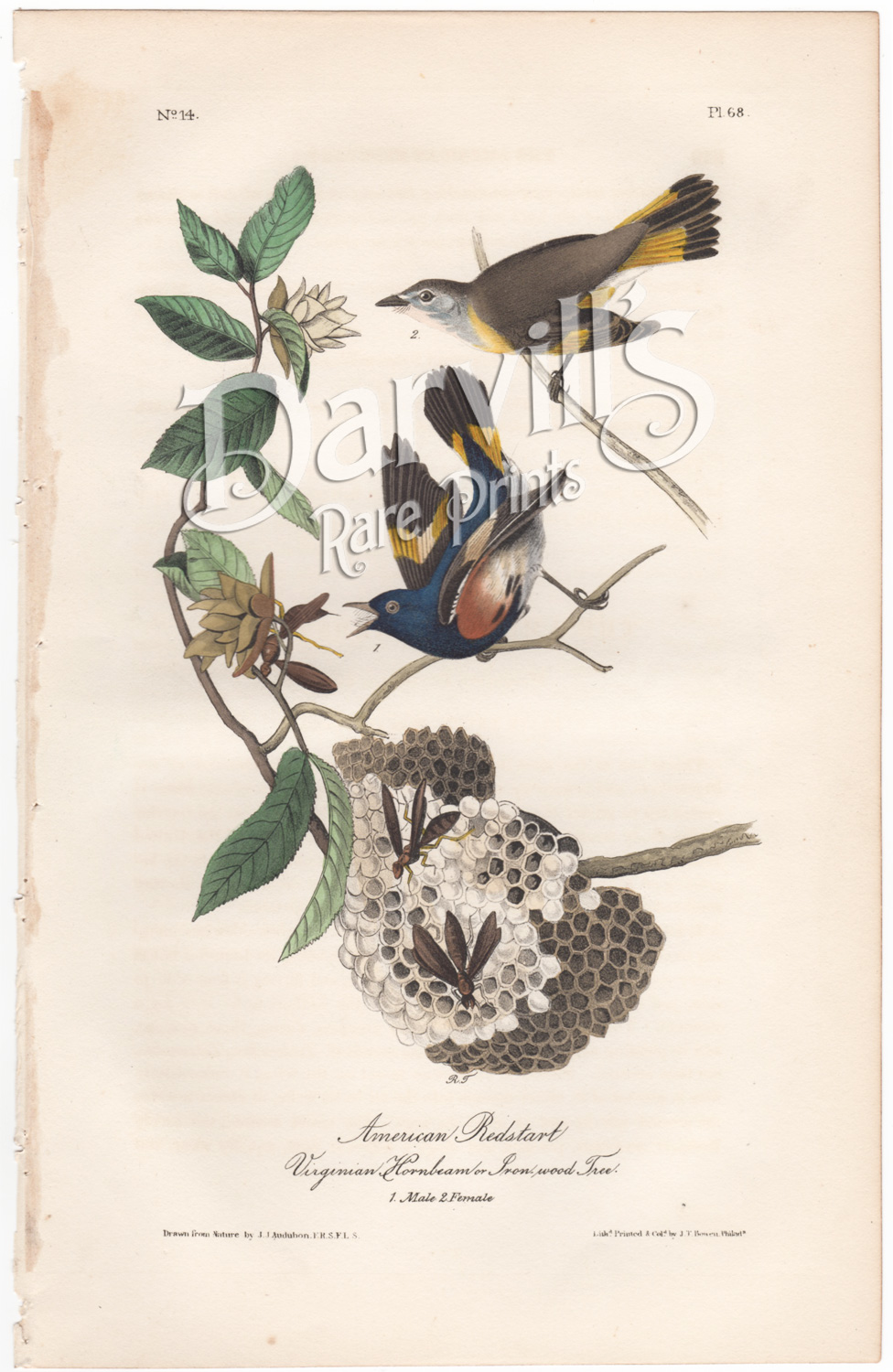 American Redstart Plate 66