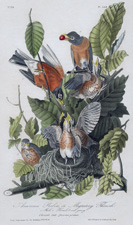 American Robin or Migratory Thrush