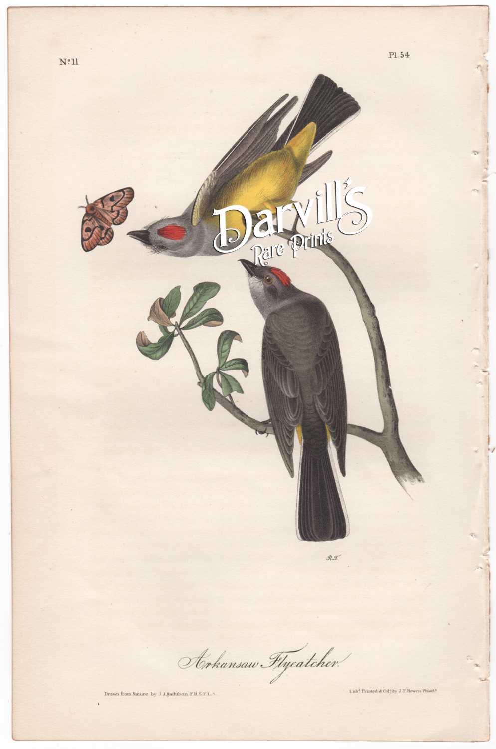 Arkansaw Flycatcher plate 54