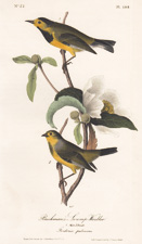 Bachman's Swamp Warbler