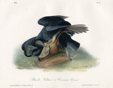Black Vulture or Carrion Crow