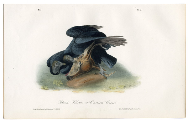 Original Audubon (Audobon) first edition royal octavo prints