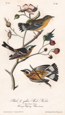 Delafield's  Ground Warbler  Plate 103