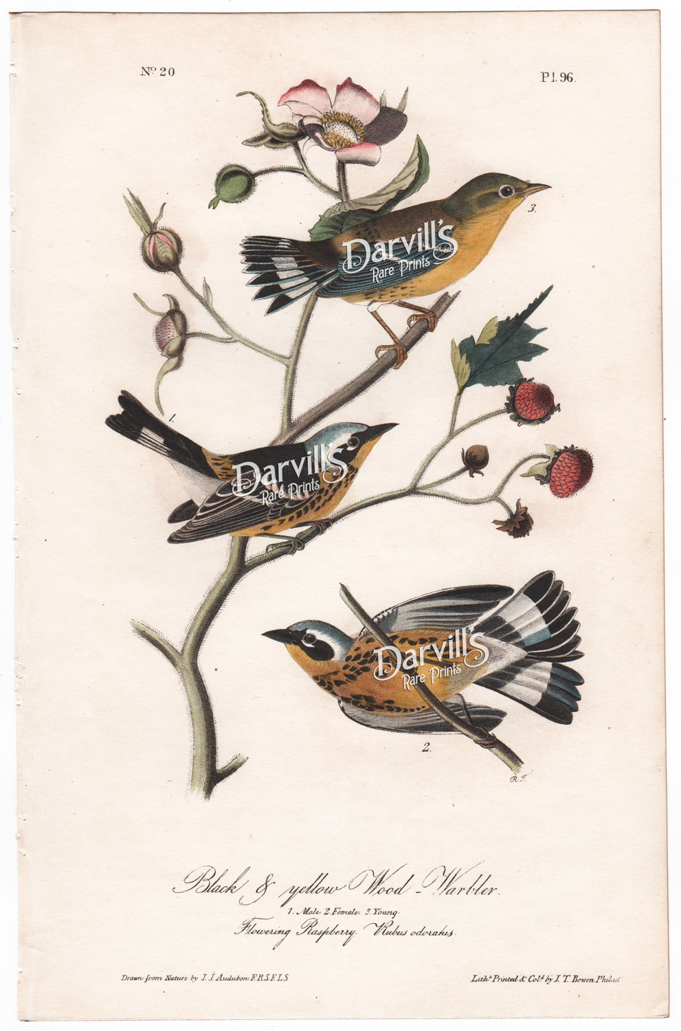 Black and Yellow Wood Warbler plate 96 