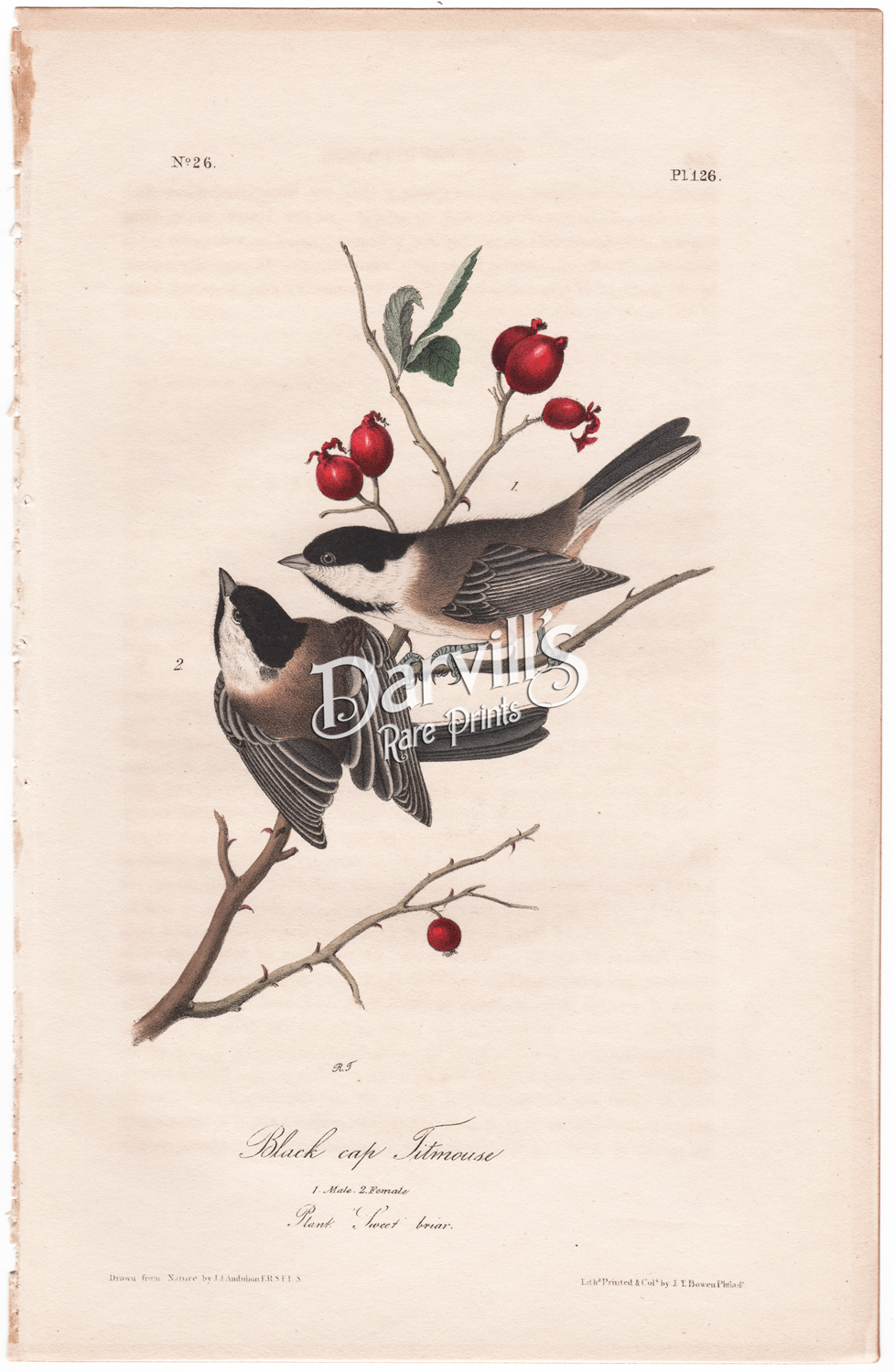 Black cap Titmouse (plate 126)