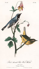 Delafield's  Ground Warbler  Plate 103