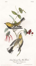 Black-throated Green Wood Warbler