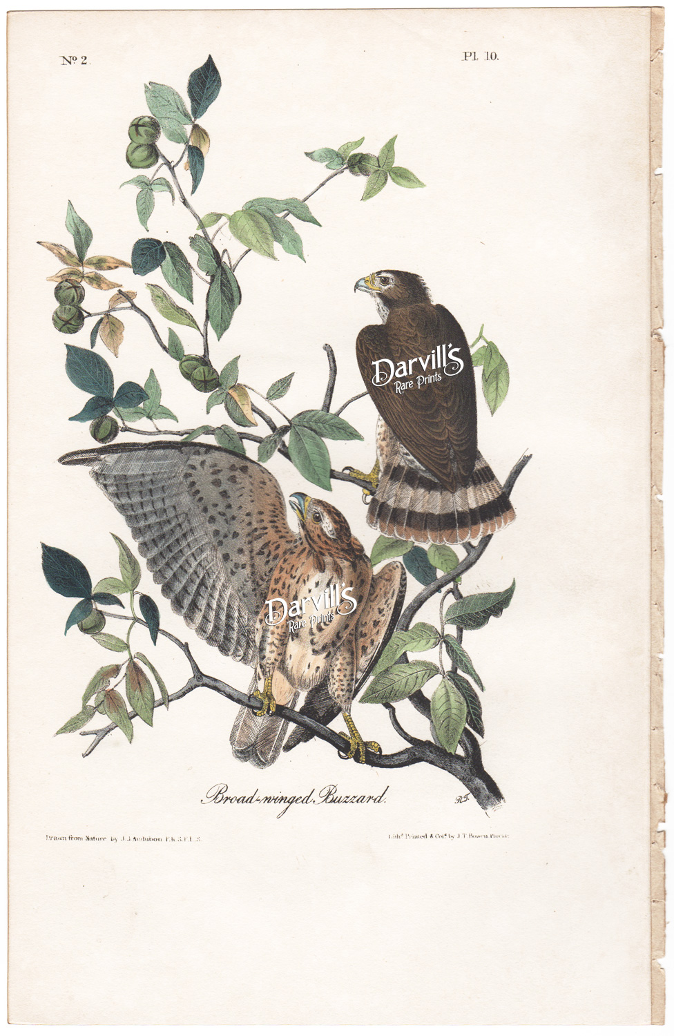 Broad-winged hawk buzzard plate 10