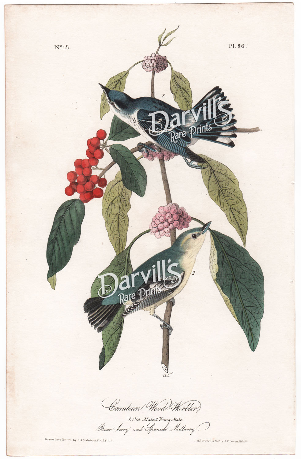 Cerulean Wood Warbler Audubon first edition octavo