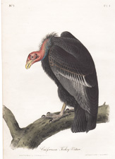 Californian Turkey Vulture