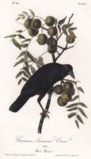 Common American Crow