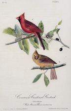 Common Cardinal