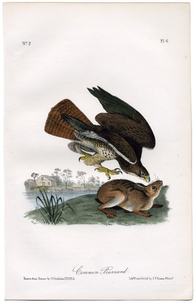 【リトグラフ】オーデュボン「アメリカの鳥類」NO.9 PL.44 単葉 初版 オーデュボンの鳥 『アメリカの鳥類』セレクション