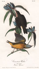 Delafield's  Ground Warbler  Plate 103