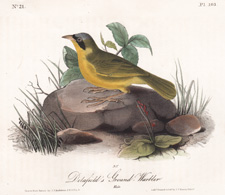 Delafield's  Ground Warbler  Plate 103