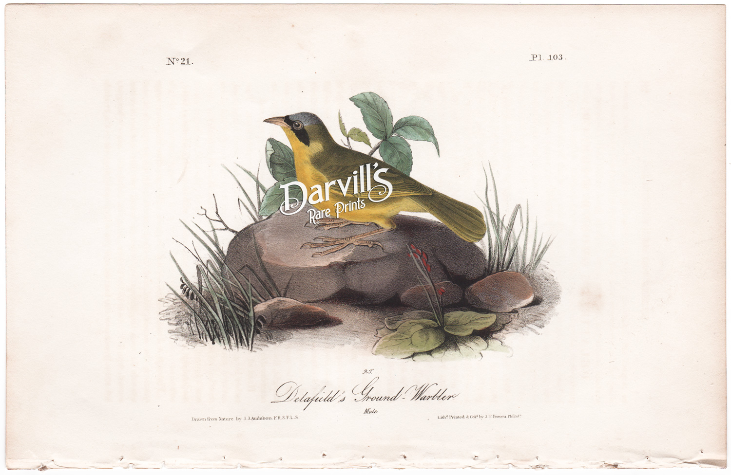 Delafield's Ground Warbler plate 103