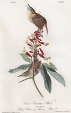 Great Carolina Wren