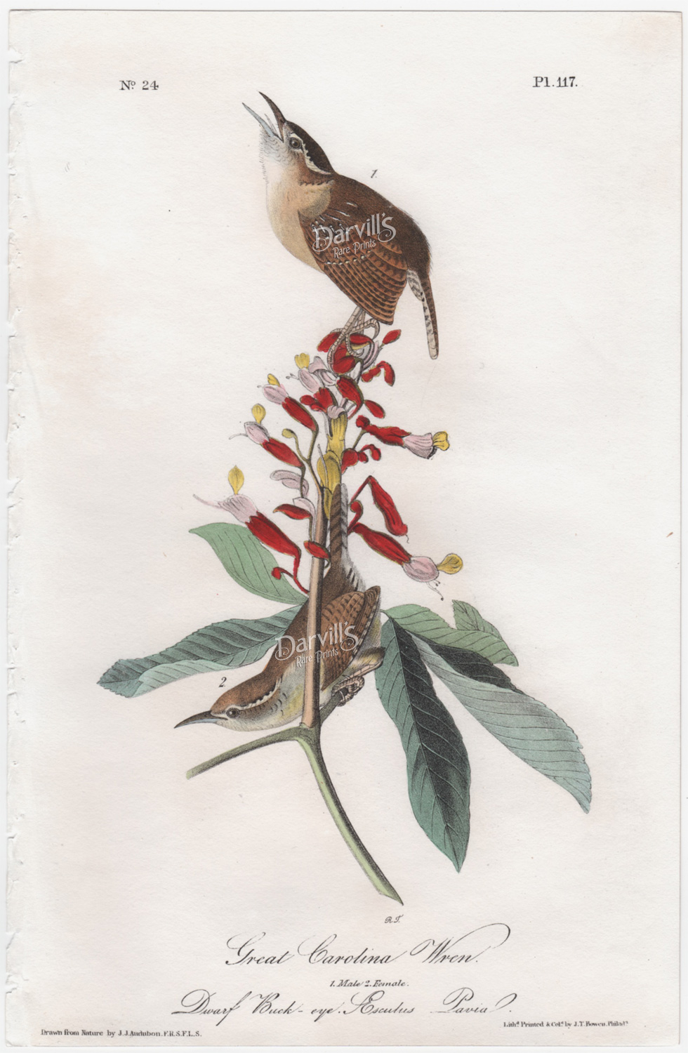 Great Carolina Wren plate 117