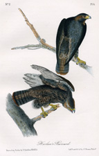 Harlan's Buzzard (Hawk)