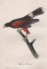 Harris's Buzzard (Hawk)